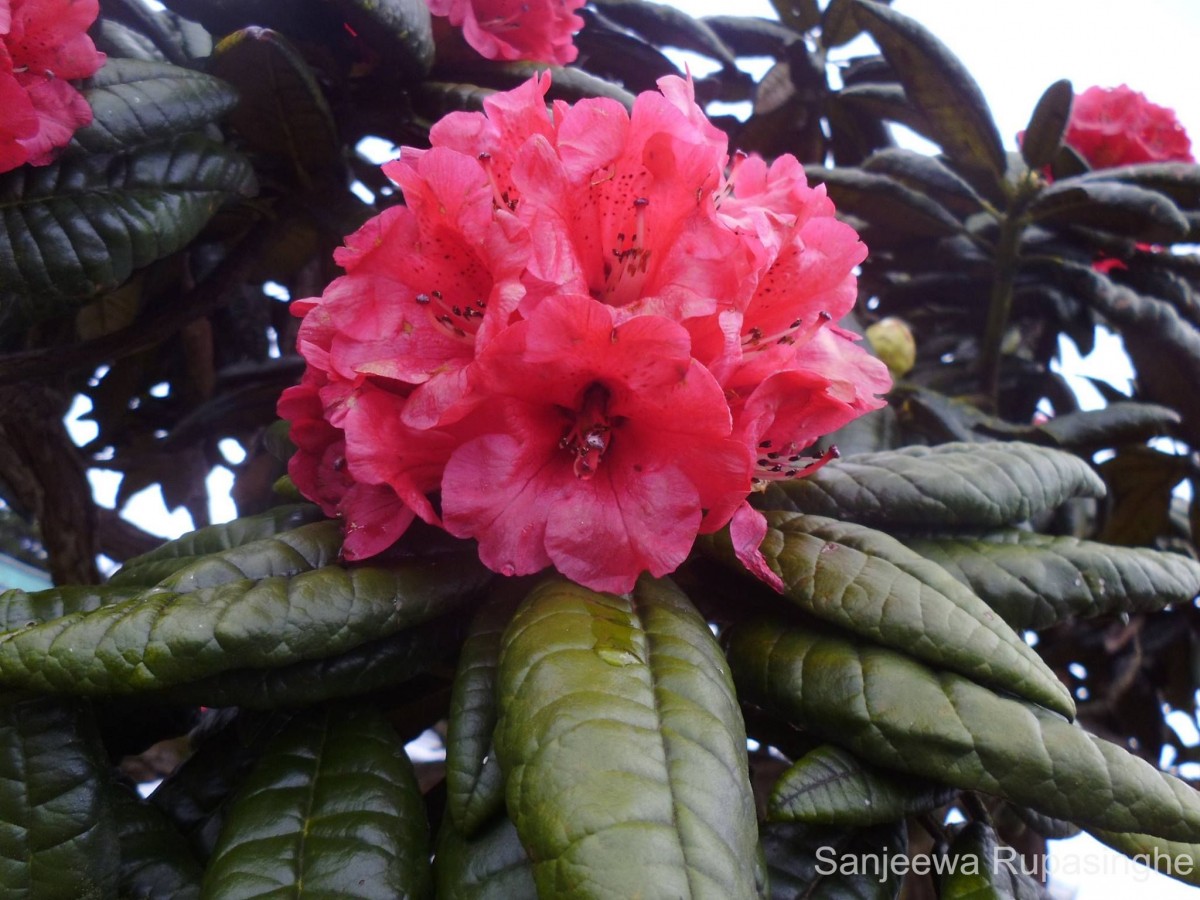 Rhododendron arboreum subsp. zeylanicum (Booth) Tagg